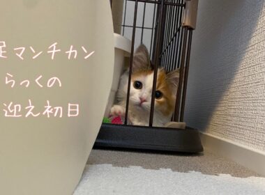 我が家に短足マンチカンの子猫をお迎えしました！