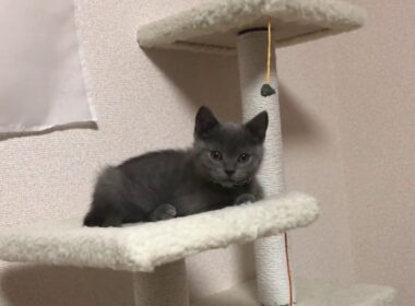 シャルトリューの仔猫！かわいい！