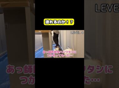 妖怪ハシワタシがキターーー！！#猫 #おもしろ #アテレコ #ニャンチューバーつくし