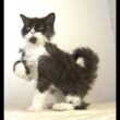 セルカークレックス子猫　Selkirk Rex　2025.4.12産まれ　ブラック＆ホワイト　巻き毛　女の子　シーダキャット猫のお店