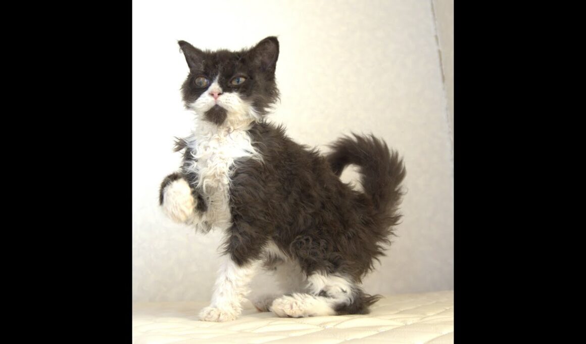 セルカークレックス子猫　Selkirk Rex　2025.4.12産まれ　ブラック＆ホワイト　巻き毛　女の子　シーダキャット猫のお店