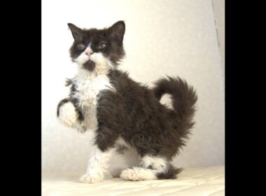 セルカークレックス子猫　Selkirk Rex　2025.4.12産まれ　ブラック＆ホワイト　巻き毛　女の子　シーダキャット猫のお店