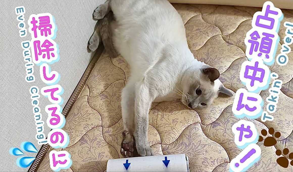 【トンキニーズ・猫】椅子もベッドも占領中！掃除の日のラクトくん😹🧽Lacto-kun the Tonkinese Takes Over Chairs & Bed on Cleaning Day! 🐾