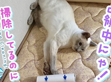 【トンキニーズ・猫】椅子もベッドも占領中！掃除の日のラクトくん😹🧽Lacto-kun the Tonkinese Takes Over Chairs & Bed on Cleaning Day! 🐾