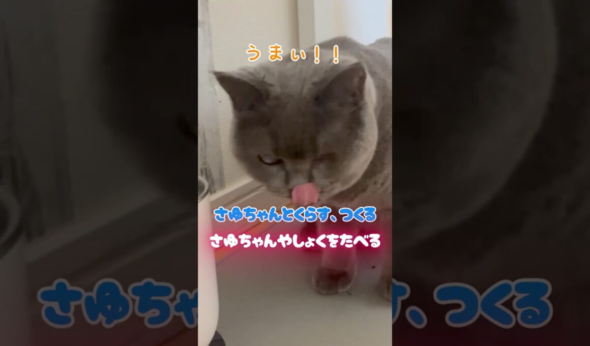 お腹すいて夜食をもらったさゆちゃんが可愛すぎました🐾 #猫のいる暮らし#cat #pets