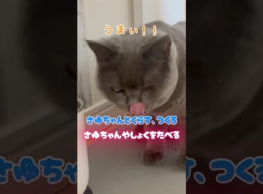 お腹すいて夜食をもらったさゆちゃんが可愛すぎました🐾 #猫のいる暮らし#cat #pets