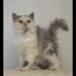 セルカークレックス子猫　Selkirk Rex　2025.4.12産まれ　ダイリュートキャリコ　巻き毛　女の子　シーダキャット猫のお店