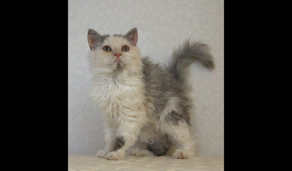 セルカークレックス子猫　Selkirk Rex　2025.4.12産まれ　ダイリュートキャリコ　巻き毛　女の子　シーダキャット猫のお店