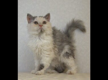 セルカークレックス子猫　Selkirk Rex　2025.4.12産まれ　ダイリュートキャリコ　巻き毛　女の子　シーダキャット猫のお店
