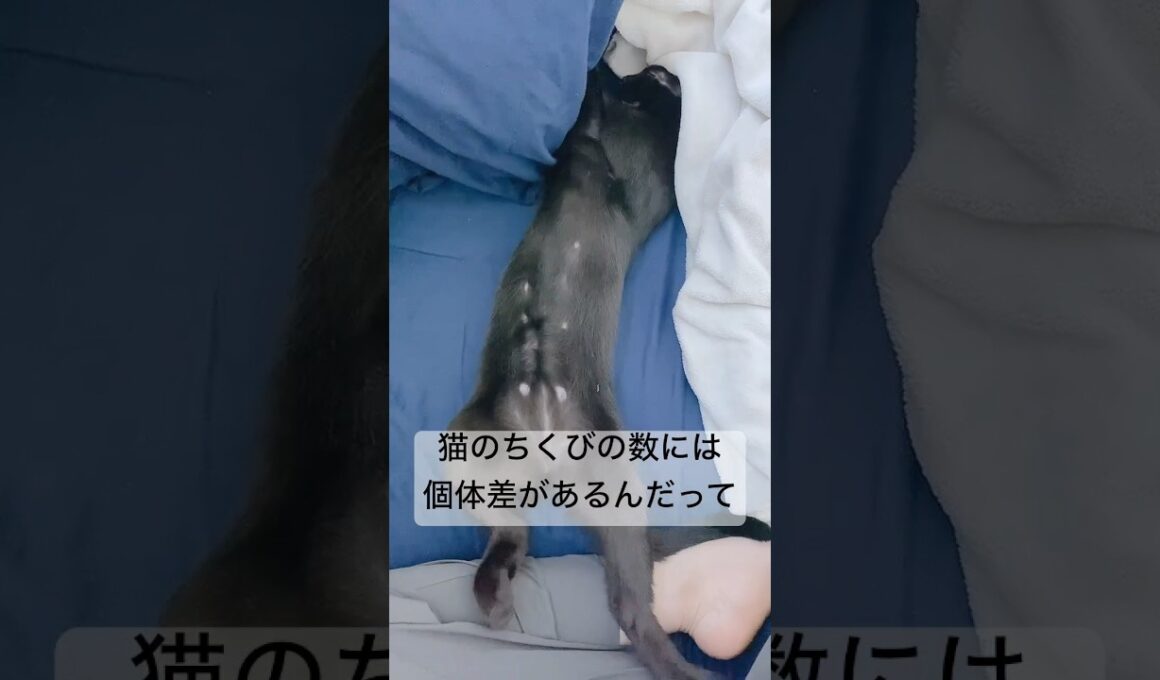 【猫の雑学】猫のおっぱいは…【豆知識】　#黒猫 #ボンベイ #cat #bombay #ねこ #好きな子猫 #猫のいる暮らし #猫 #保護猫 #ねこ動画