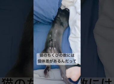 【猫の雑学】猫のおっぱいは…【豆知識】　#黒猫 #ボンベイ #cat #bombay #ねこ #好きな子猫 #猫のいる暮らし #猫 #保護猫 #ねこ動画