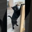 休日の朝の黒猫　#ボンベイ #子猫 #cat #bombay #ねこ #ねこのいる生活 #猫のいる暮らし #ねこ動画 #ねこじゃらし #ねずみ #おもちゃ #かわいい #癒やし #猫壱 #爪とぎ
