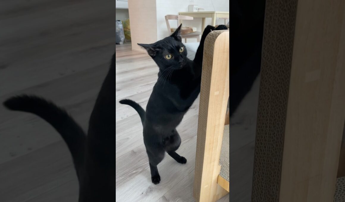 休日の朝の黒猫　#ボンベイ #子猫 #cat #bombay #ねこ #ねこのいる生活 #猫のいる暮らし #ねこ動画 #ねこじゃらし #ねずみ #おもちゃ #かわいい #癒やし #猫壱 #爪とぎ