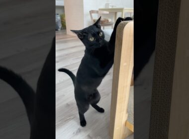 休日の朝の黒猫　#ボンベイ #子猫 #cat #bombay #ねこ #ねこのいる生活 #猫のいる暮らし #ねこ動画 #ねこじゃらし #ねずみ #おもちゃ #かわいい #癒やし #猫壱 #爪とぎ