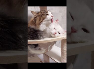 子猫への愛が重い