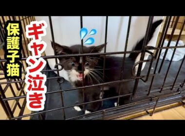 初めての場所で夜を明かした保護子猫がギャン泣きしてました