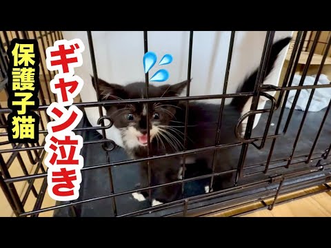 初めての場所で夜を明かした保護子猫がギャン泣きしてました