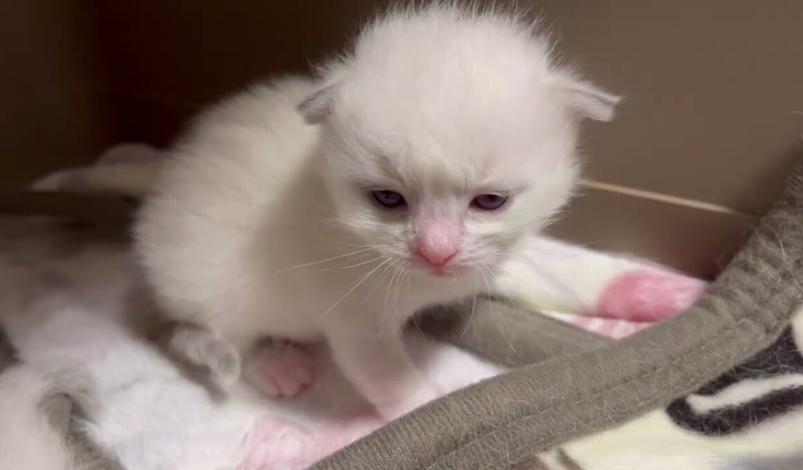 【2025子猫の成長記録】誕生から30日間 ラグドール