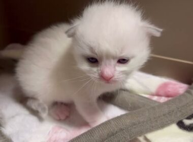 【2025子猫の成長記録】誕生から30日間 ラグドール