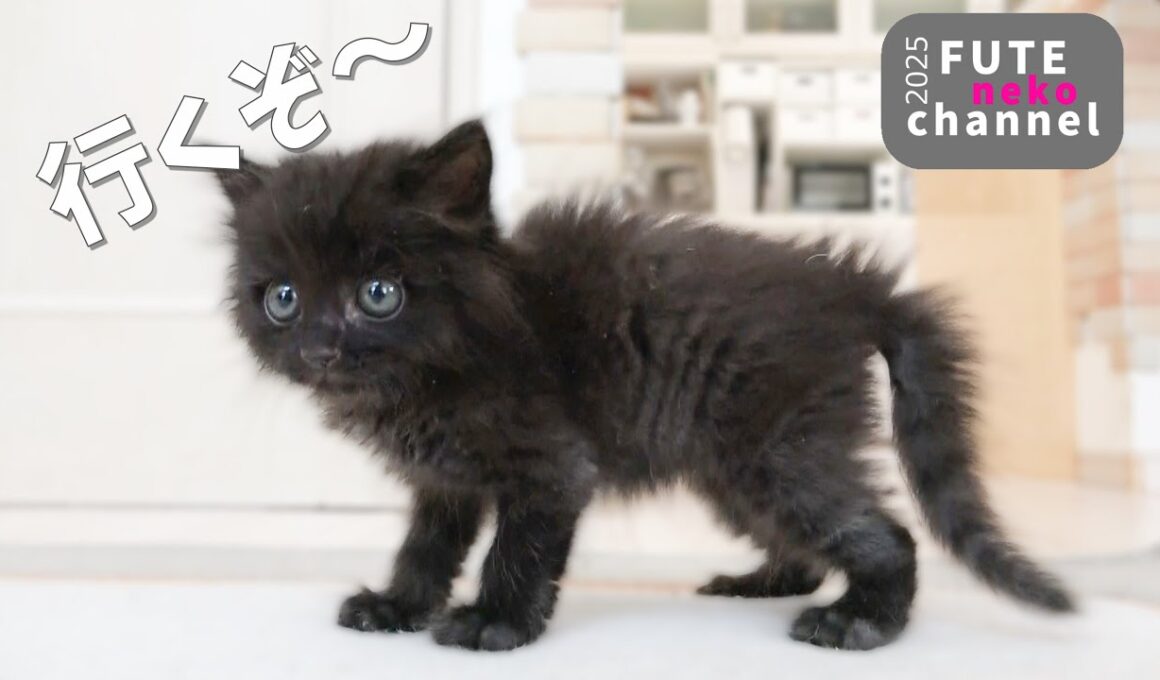 動けなかった子猫がピョンピョンした【保護子猫】