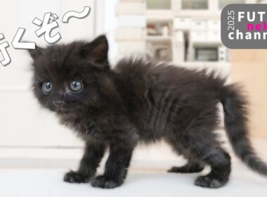 動けなかった子猫がピョンピョンした【保護子猫】