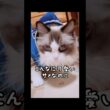 【ママ、サメ飼ってもいい？】#猫 #猫のいる暮らし #cat #shorts#ラグドール