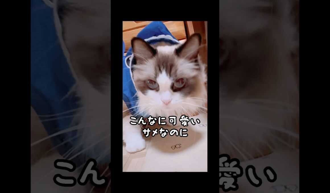 【ママ、サメ飼ってもいい？】#猫 #猫のいる暮らし #cat #shorts#ラグドール