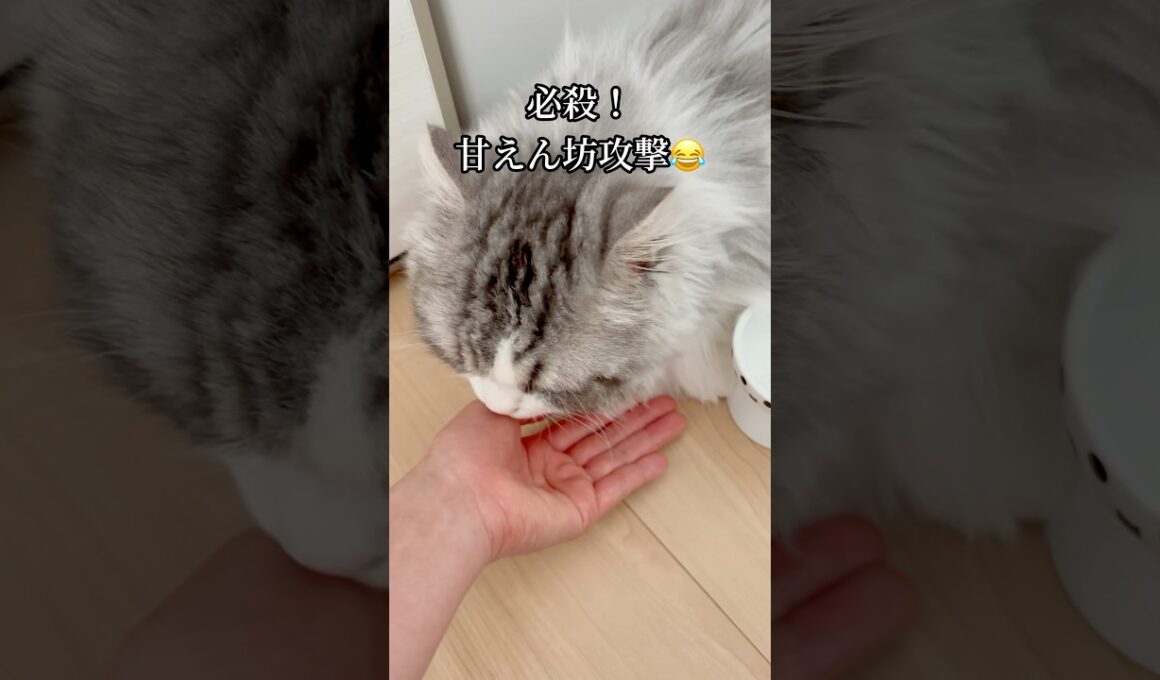 みんな、どれくらいオヤツあげてますか？😂 #短足マンチカン #マンチカン #猫 #ねこ #cat