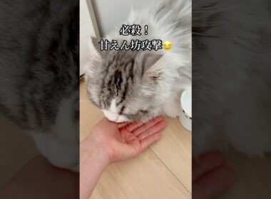 みんな、どれくらいオヤツあげてますか？😂 #短足マンチカン #マンチカン #猫 #ねこ #cat
