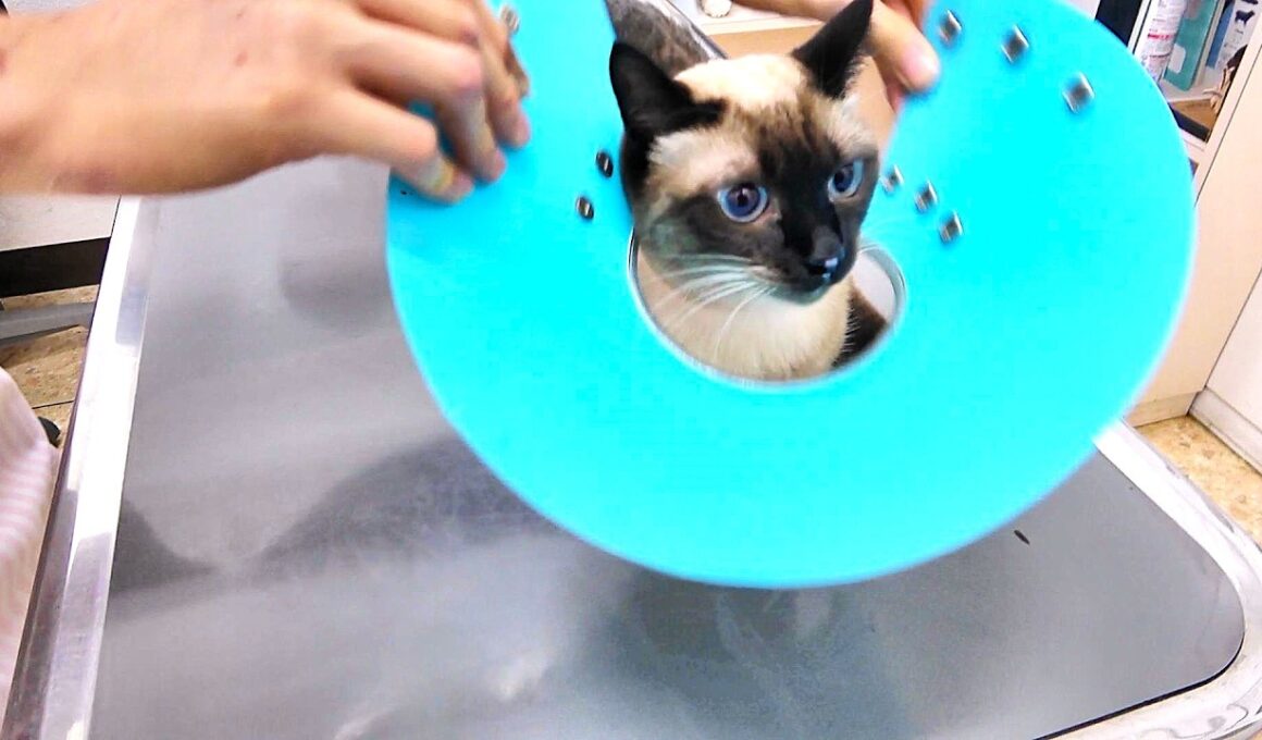 採血注射で悲鳴をあげたシャム猫が続けてワクチン注射を打たれた結果🍚