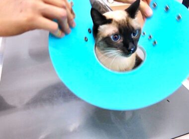 採血注射で悲鳴をあげたシャム猫が続けてワクチン注射を打たれた結果🍚