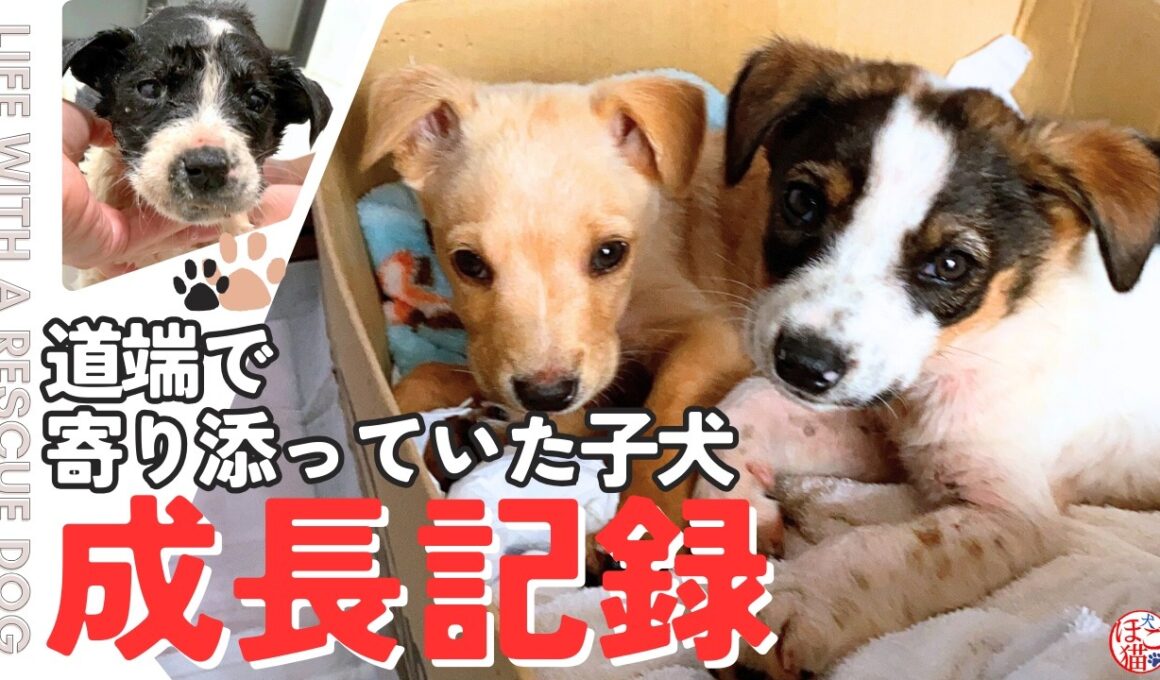 【保護犬　子犬　子猫】道端で寄り添っていた子犬の成長記録