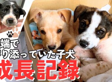 【保護犬　子犬　子猫】道端で寄り添っていた子犬の成長記録