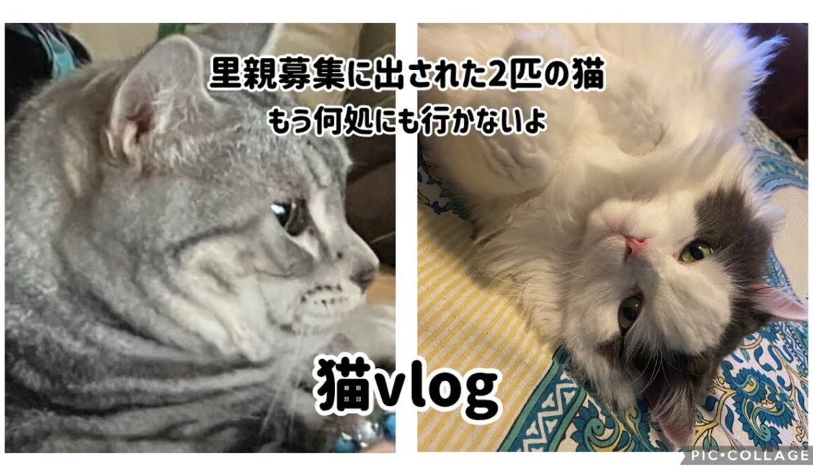 猫vlog #01『里親募集に出された2匹の猫』これからはココで幸せに暮らそう☘️