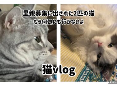 猫vlog #01『里親募集に出された2匹の猫』これからはココで幸せに暮らそう☘️