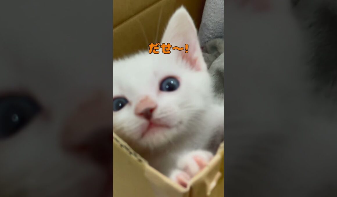段ボールから脱走したい子猫が可愛いすぎる