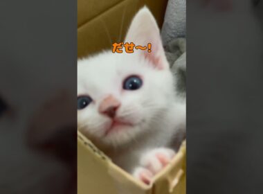 段ボールから脱走したい子猫が可愛いすぎる