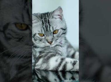 American Wirehair part7#shorts