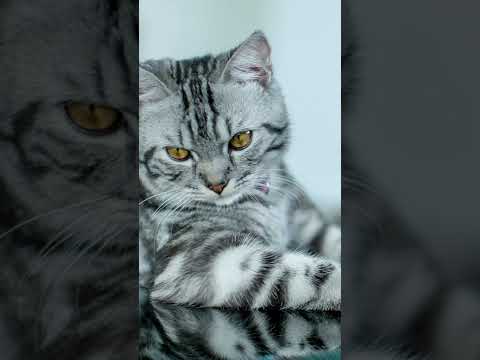 American Wirehair part7#shorts