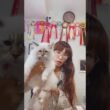 #抱っこができる #サイベリアン の#子猫 ご紹介ライブ4😻 #猫のいる暮らし を始めるなら、吉祥寺のサイベリアン専門店ロイヤルキャッツで💖 #ペットショップ