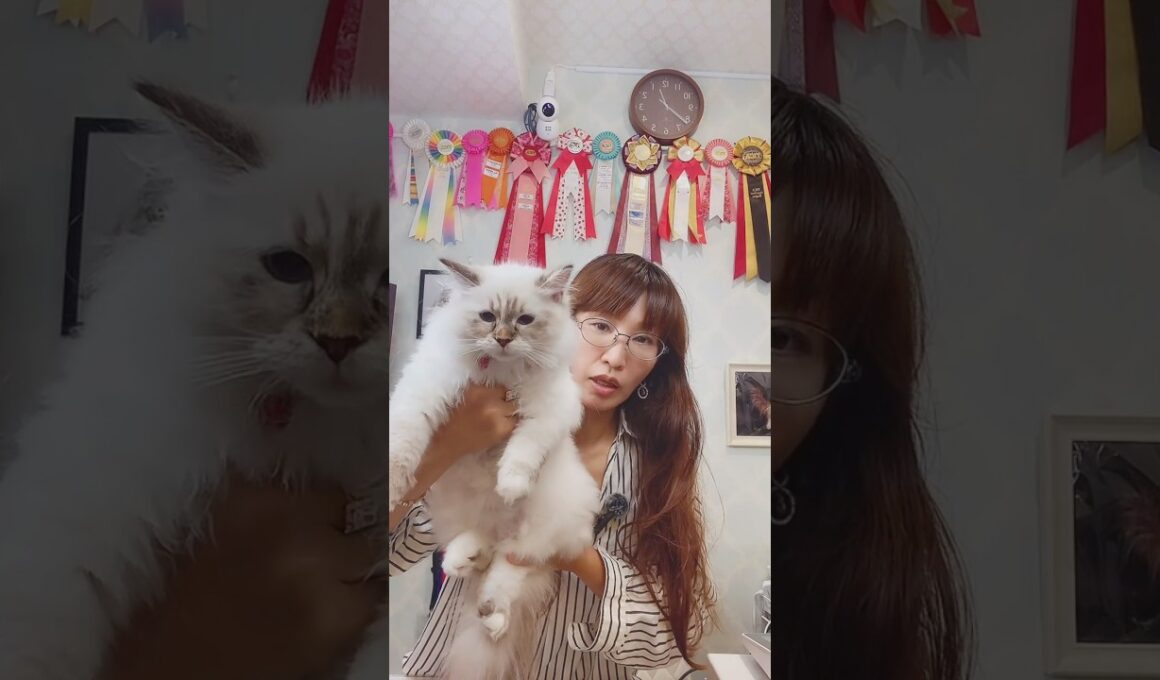 #抱っこができる #サイベリアン の#子猫 ご紹介ライブ4😻 #猫のいる暮らし を始めるなら、吉祥寺のサイベリアン専門店ロイヤルキャッツで💖 #ペットショップ