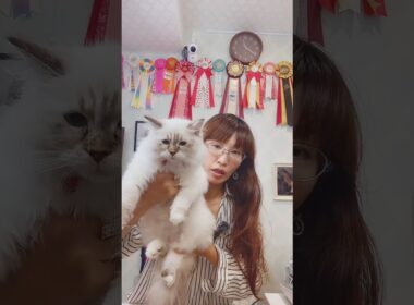 #抱っこができる #サイベリアン の#子猫 ご紹介ライブ4😻 #猫のいる暮らし を始めるなら、吉祥寺のサイベリアン専門店ロイヤルキャッツで💖 #ペットショップ