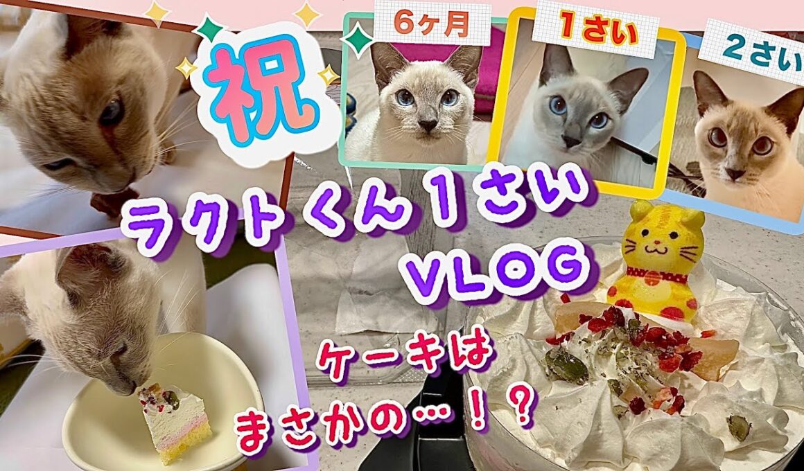 【猫の成長記録・トンキニーズ】１歳の誕生日ごはん🎂ごちそうはエゾ鹿肉と初ケーキ！プレゼントはまさかの…？