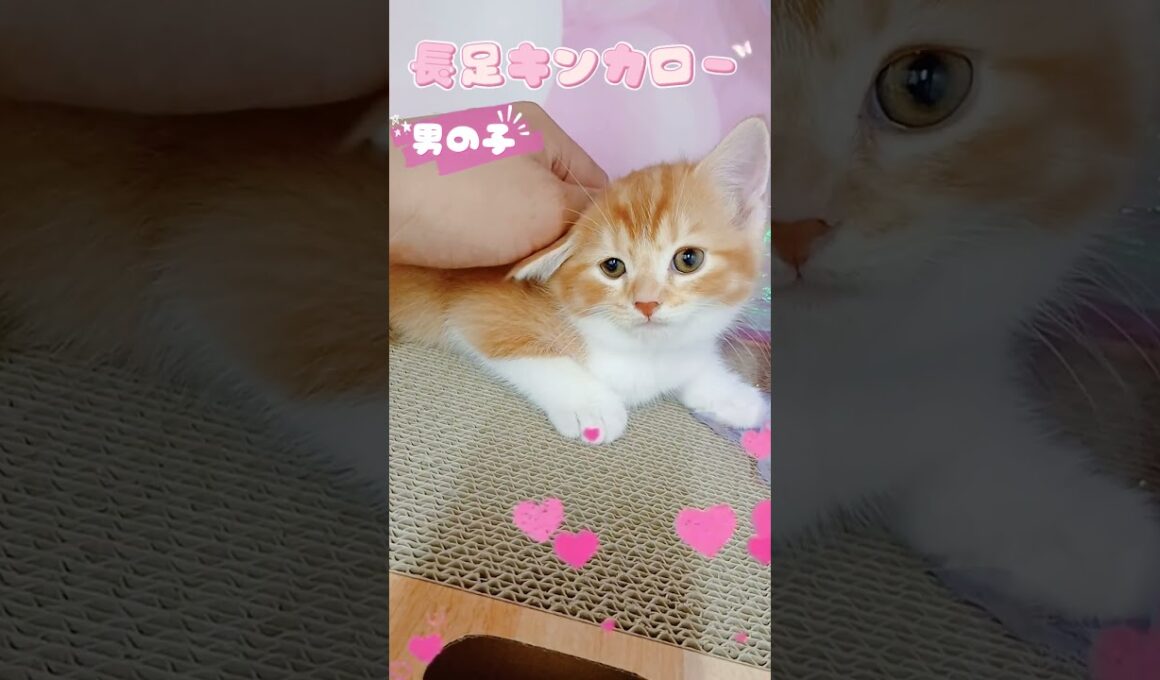 【ご家族様募集中】長足キンカロー男の子♡ #cat  #かわいい子猫 #kitten #子猫 #cute #子猫ブリーダー #長足マンチカン #短足ミヌエット #子ネコ