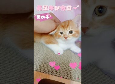 【ご家族様募集中】長足キンカロー男の子♡ #cat  #かわいい子猫 #kitten #子猫 #cute #子猫ブリーダー #長足マンチカン #短足ミヌエット #子ネコ