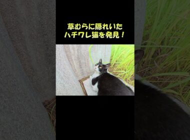 草むらに隠れていたハチワレ猫を発見！ #猫 #ねこ #cat
