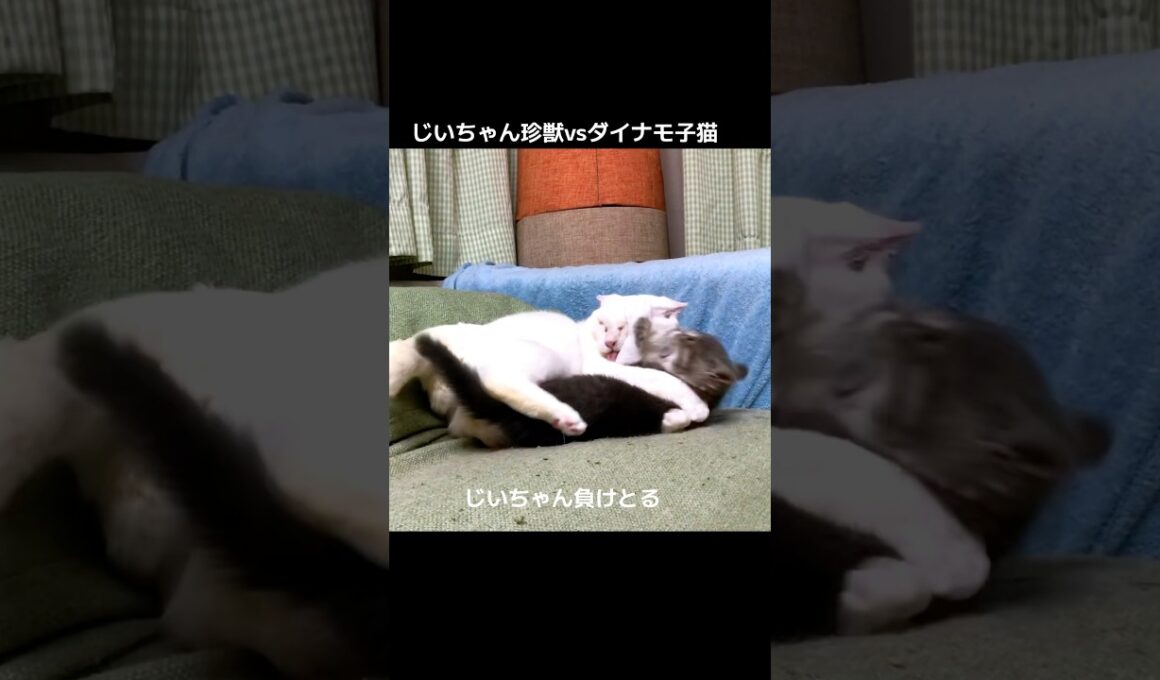 激闘！じいちゃん珍獣vsダイナモ子猫‼︎ #cat  #猫  #ねこ  #保護猫 #cute #猫のいる暮らし #子猫 #shorts  #こねこ