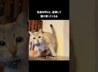 おしゃべり猫くう｜名前を呼ぶと…気分によって反応が変わります #shorts #cat