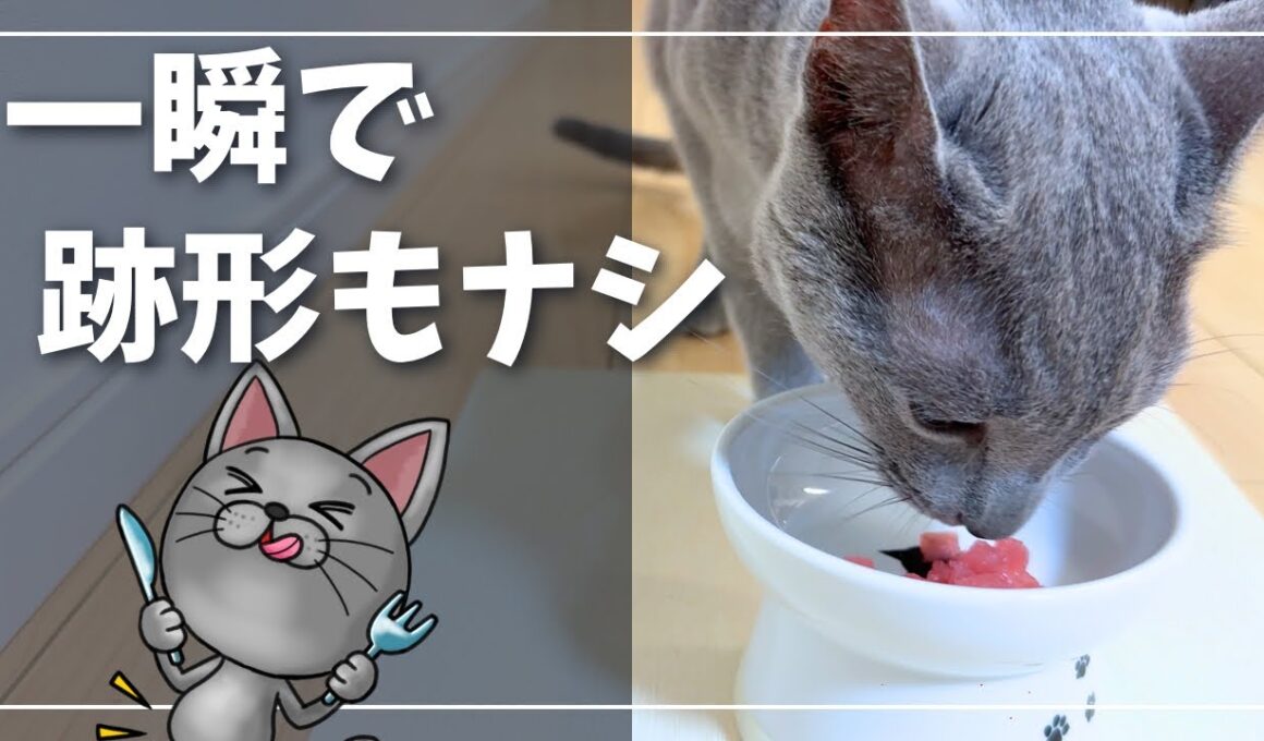 秒で消えたマグロ。物足りない顔に負けて追いマグロプレゼント【ロシアンブルー】猫
