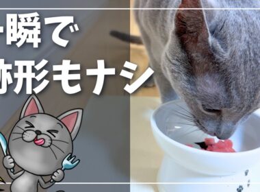 秒で消えたマグロ。物足りない顔に負けて追いマグロプレゼント【ロシアンブルー】猫